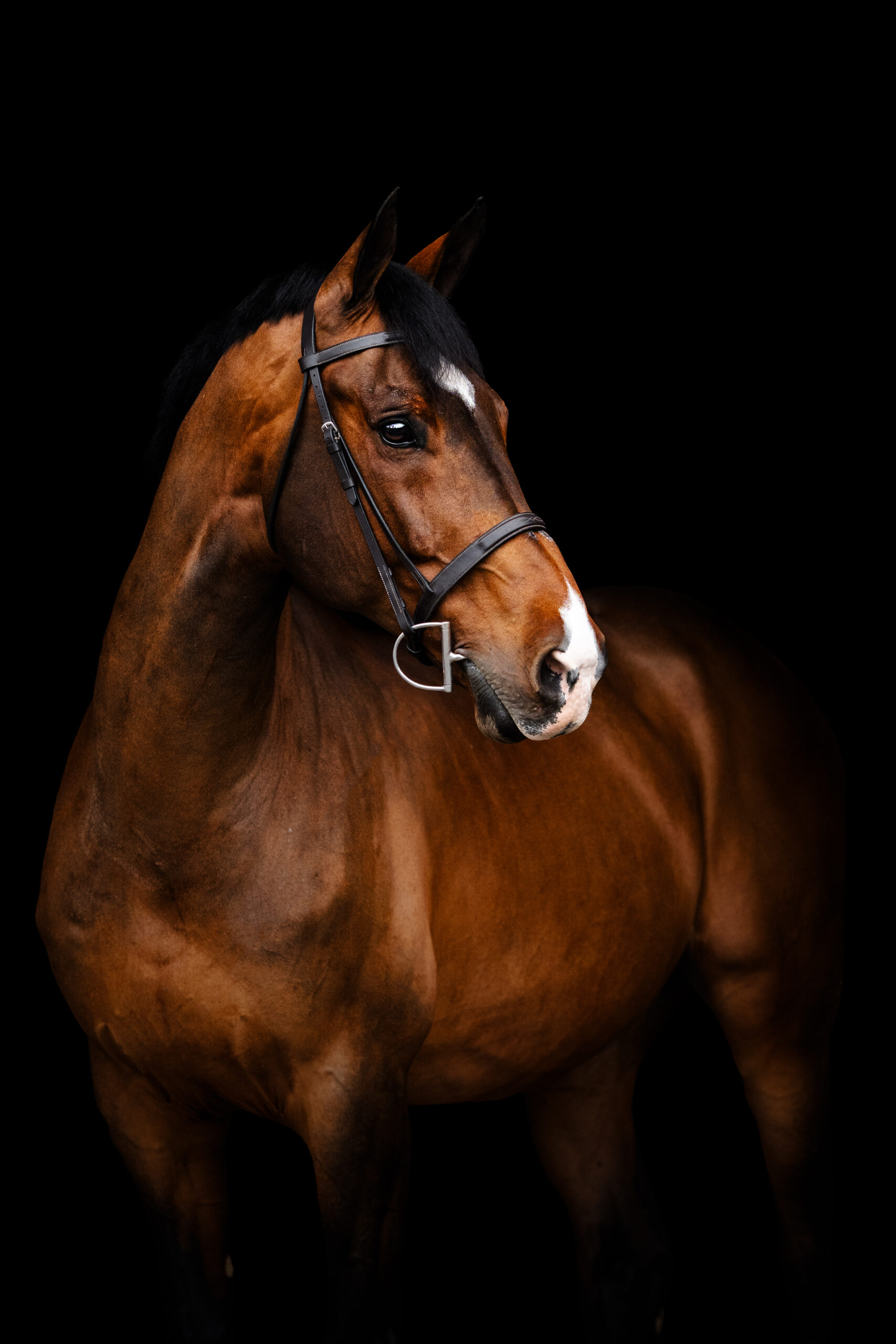 Elegant equitation horse poses for dramatic black background portraits in Carmel, Indiana, by equestrian photographer Kate Kosnoff