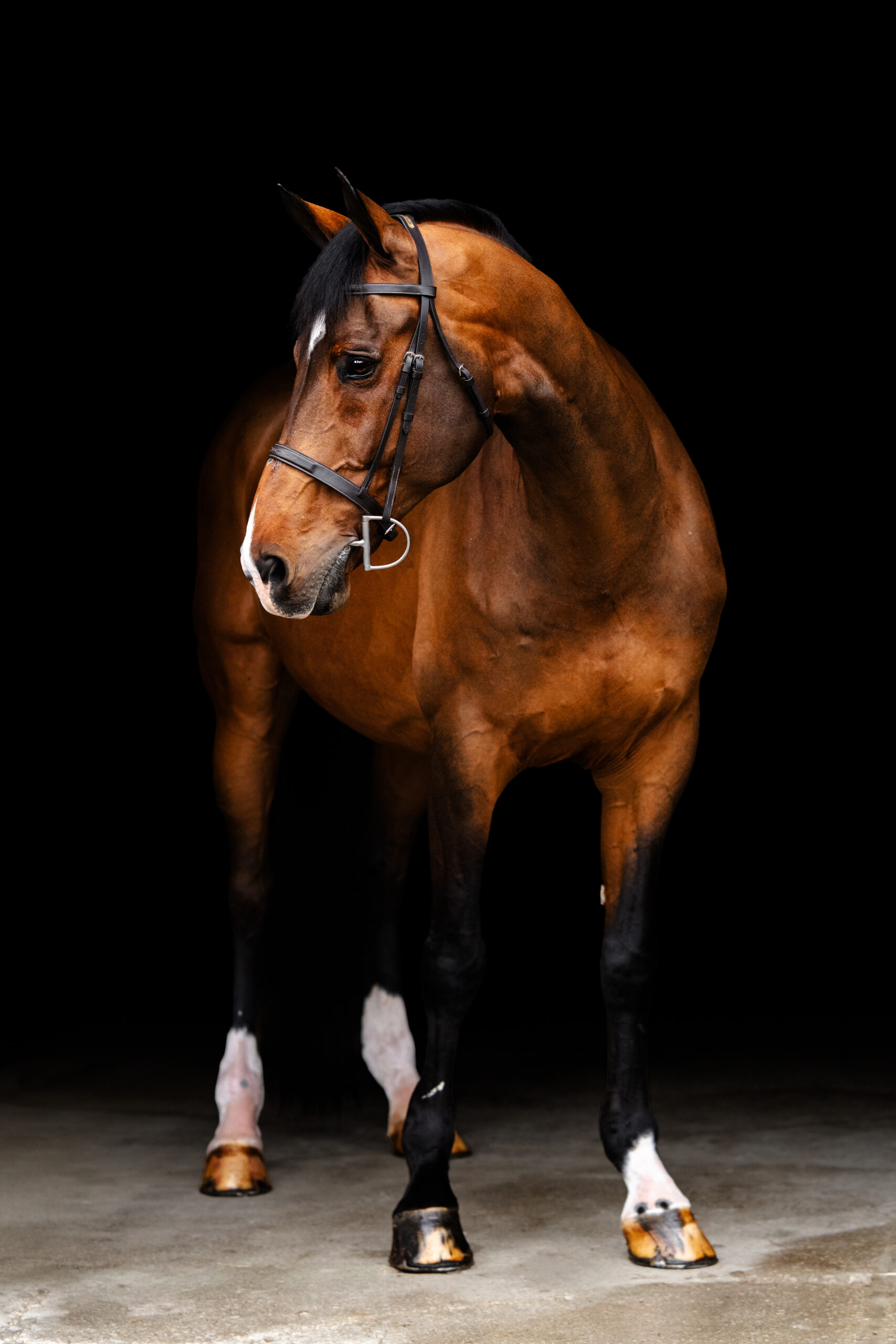 Full-body black background portrait of a bay horse with a white snip on its nose taken in a barn aisle in central Indiana