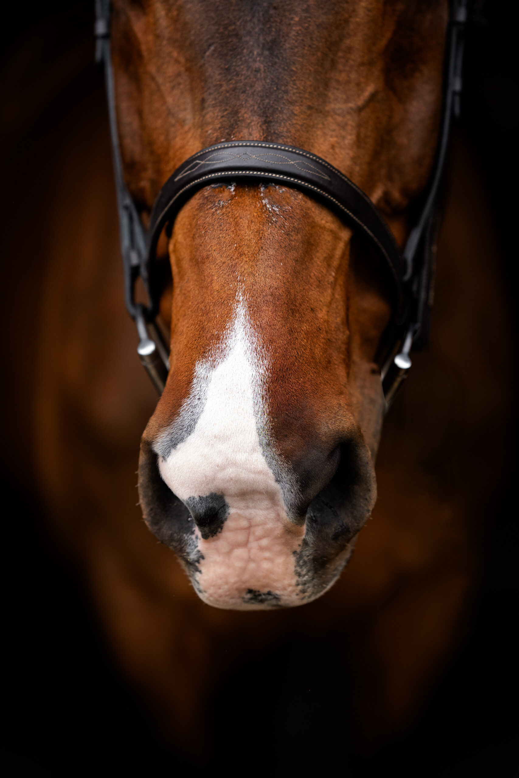 Close-up detail of bay horse’s white snip marking on nose against black background by Kate Kosnoff Creative