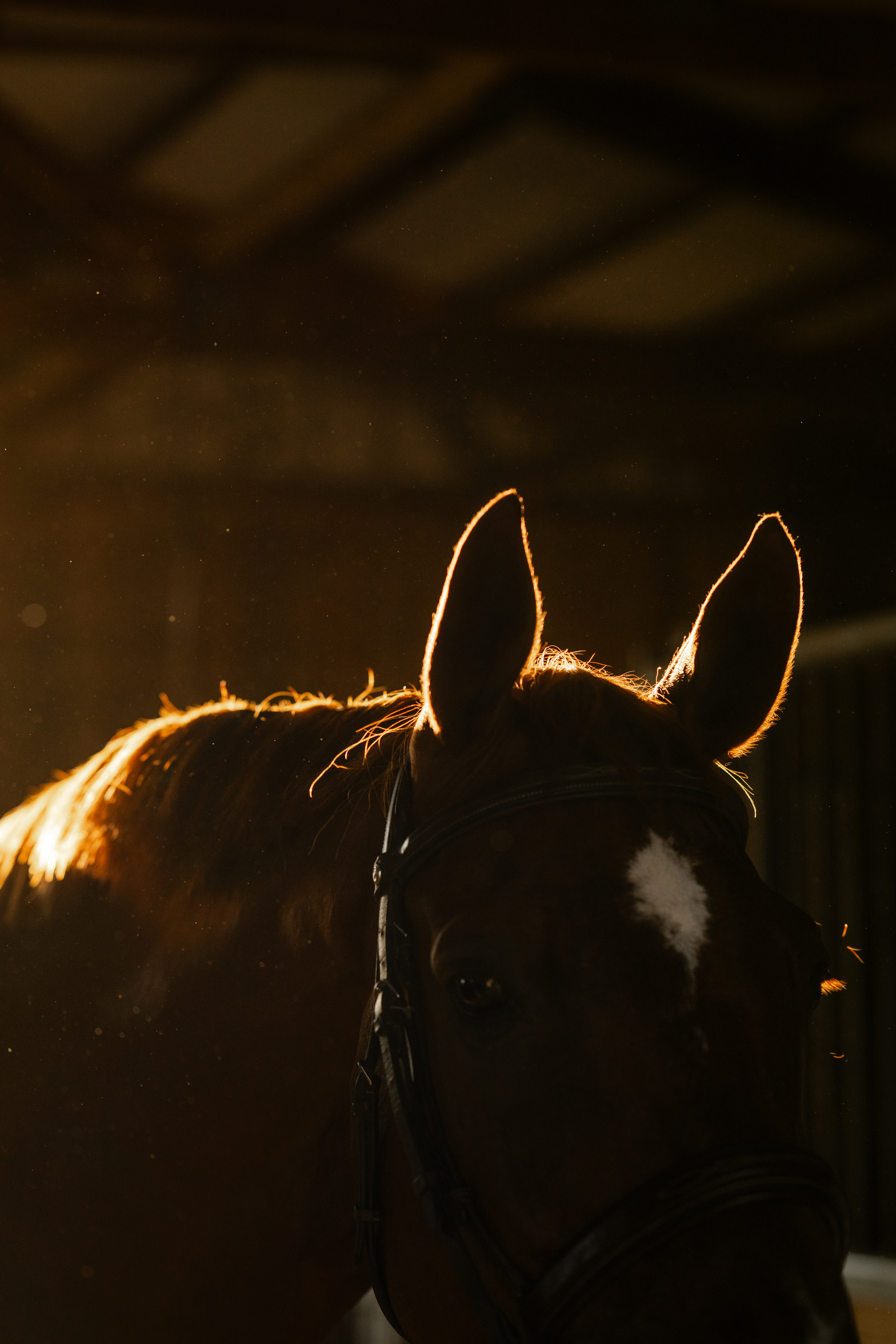 Backlit horse with ears forward stands in dim barn during golden hour equestrian photos.