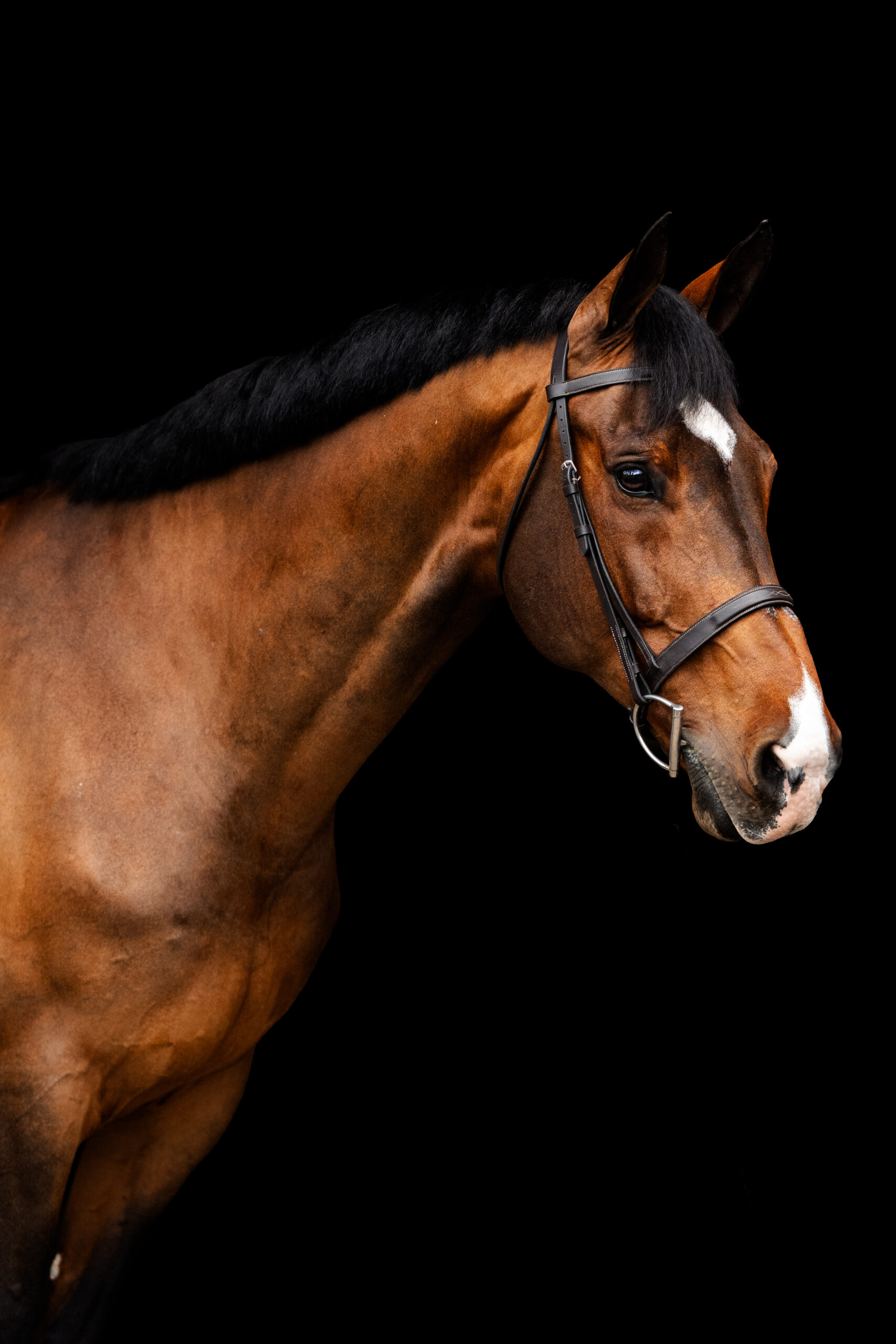 Fine art black background portrait of a hunter/jumper show horse photographed by Kate Kosnoff Creative in Carmel, Indiana